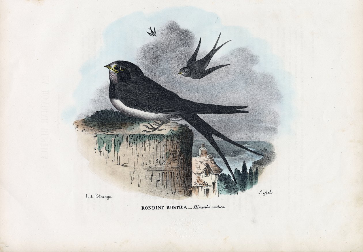 ツバメ、1863-79 作： ライムンドペトラロイア
