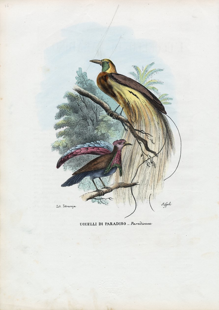 鳥の楽園、1863-79 作： ライムンドペトラロイア
