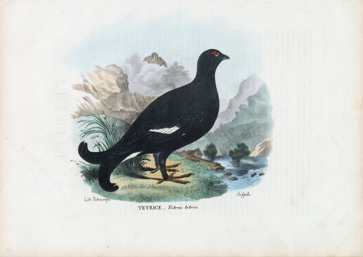 黒ライチョウ、1863-79 作： ライムンドペトラロイア