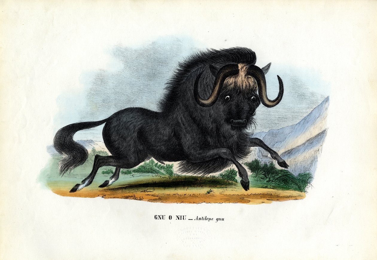 ブラック・ヌー、1863-79 作： ライムンドペトラロイア