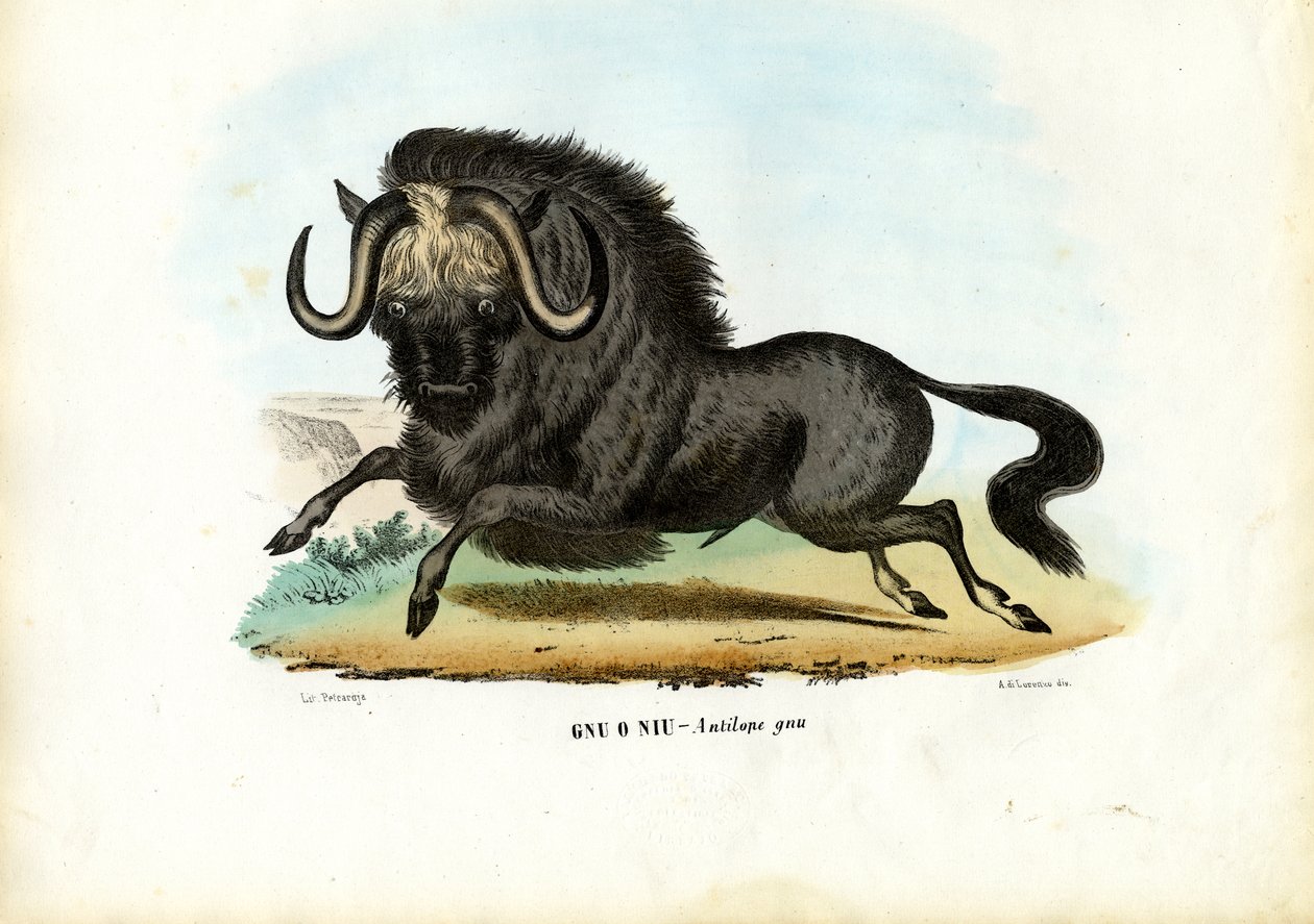 ブラック・ヌー、1863-79 作： ライムンドペトラロイア