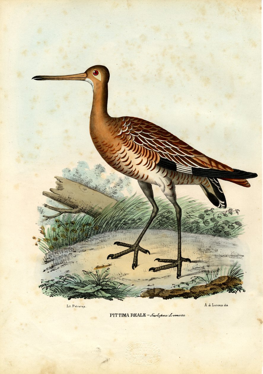 Black-Tailed Godwit、1863-79 作： ライムンドペトラロイア