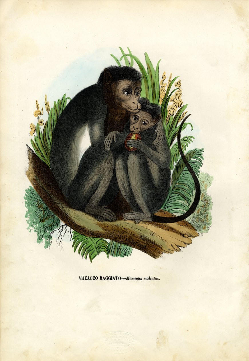 Bonnet Monkey、1863-79 作： ライムンドペトラロイア