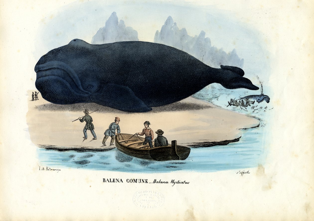 ホッキョククジラ、1863-79 作： ライムンドペトラロイア