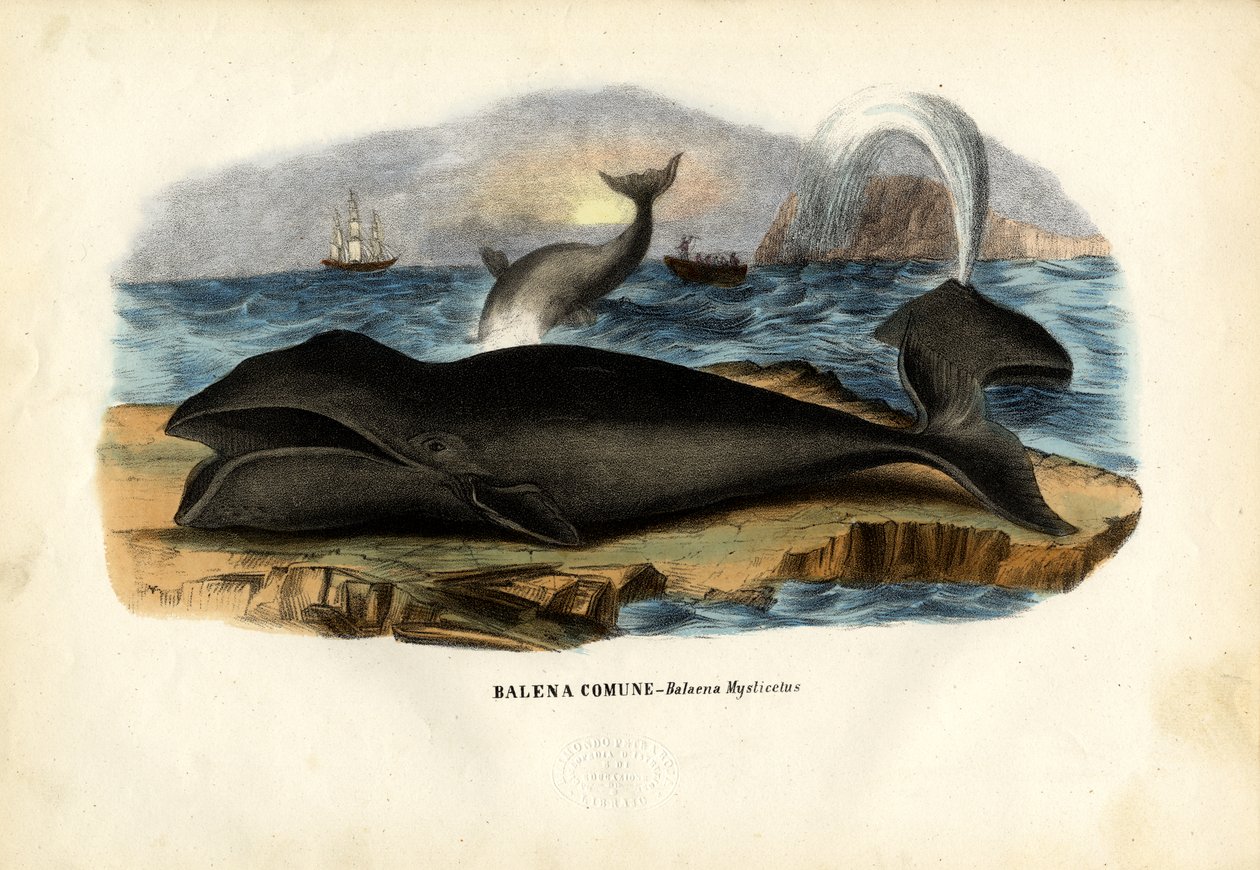 ホッキョククジラ、1863-79 作： ライムンドペトラロイア