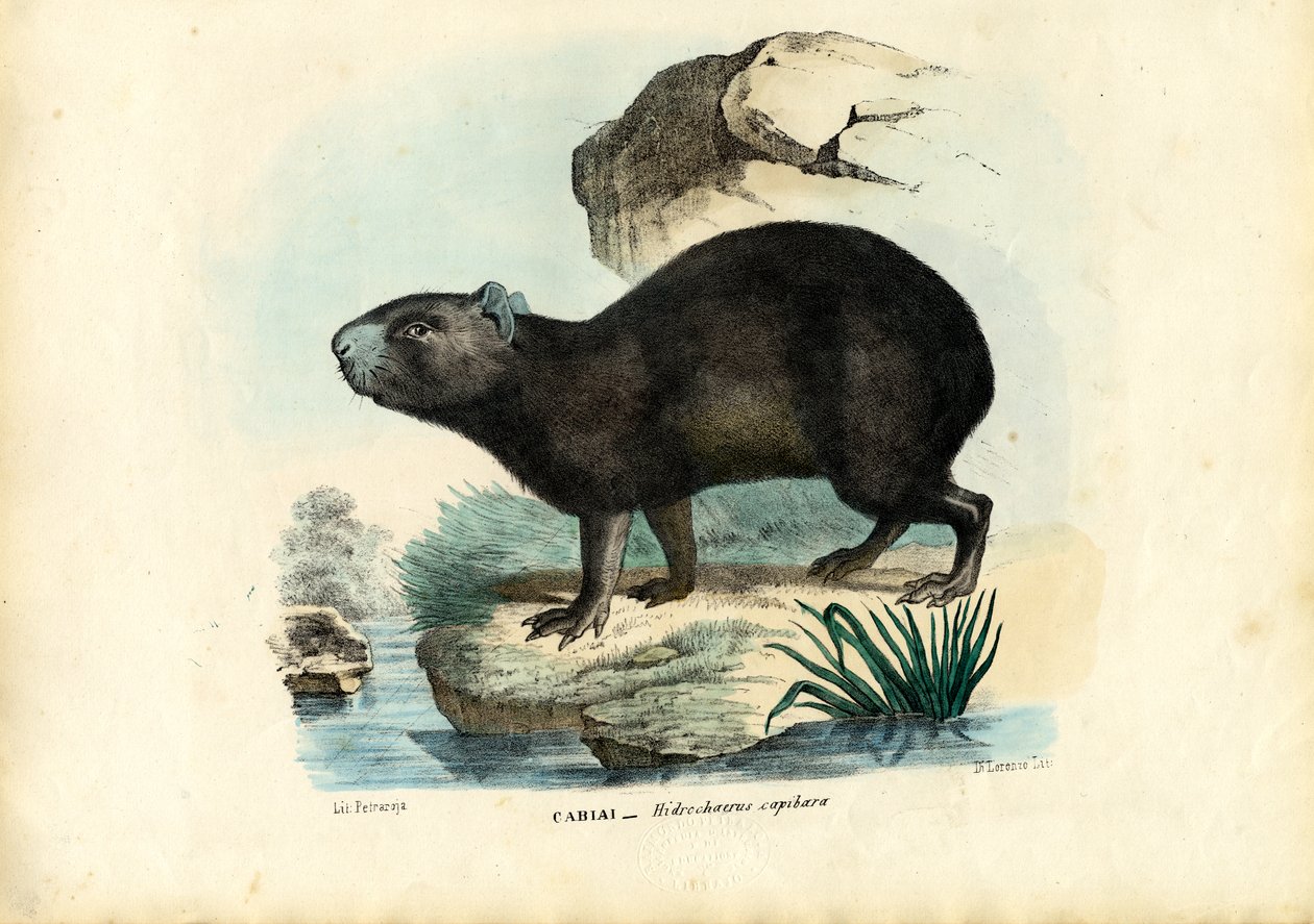 カピバラ、1863-79 作： ライムンドペトラロイア