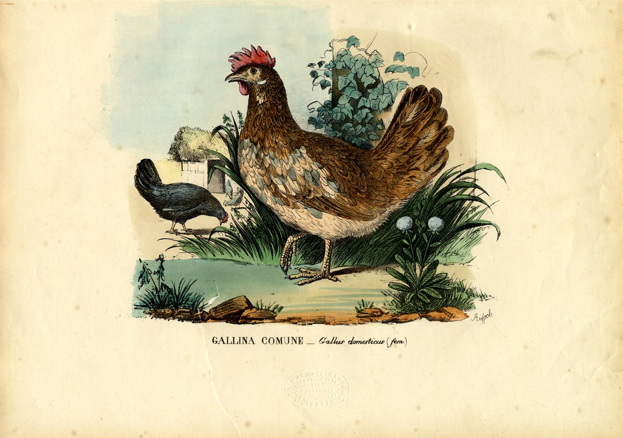 鶏肉、1863-79 作： ライムンドペトラロイア