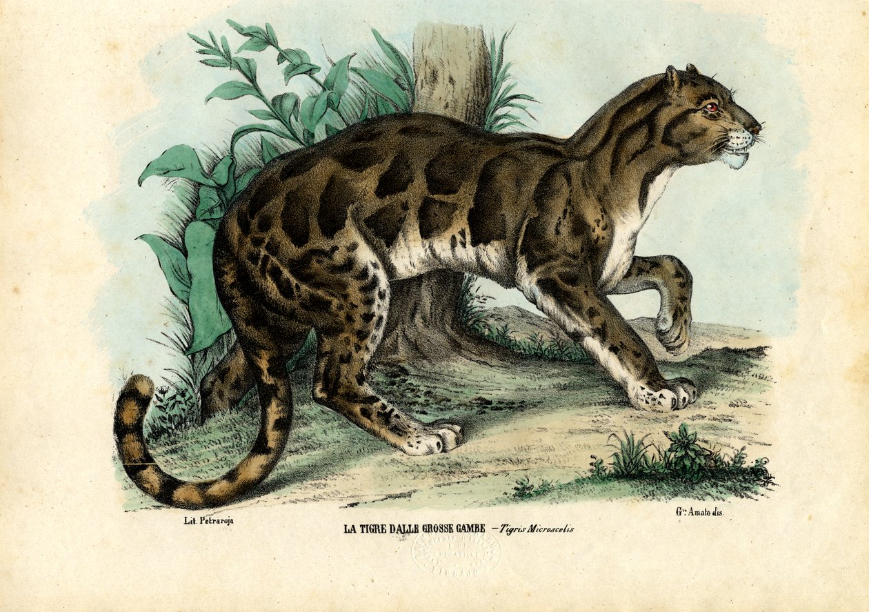 曇ったヒョウ、1863-79 作： ライムンドペトラロイア