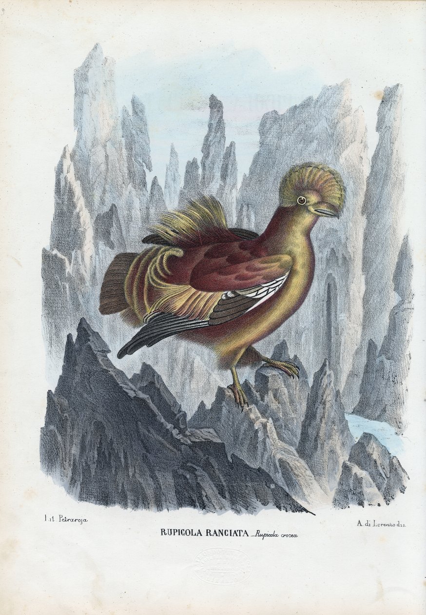 コック・オブ・ザ・ロック、1863-79 作： ライムンドペトラロイア