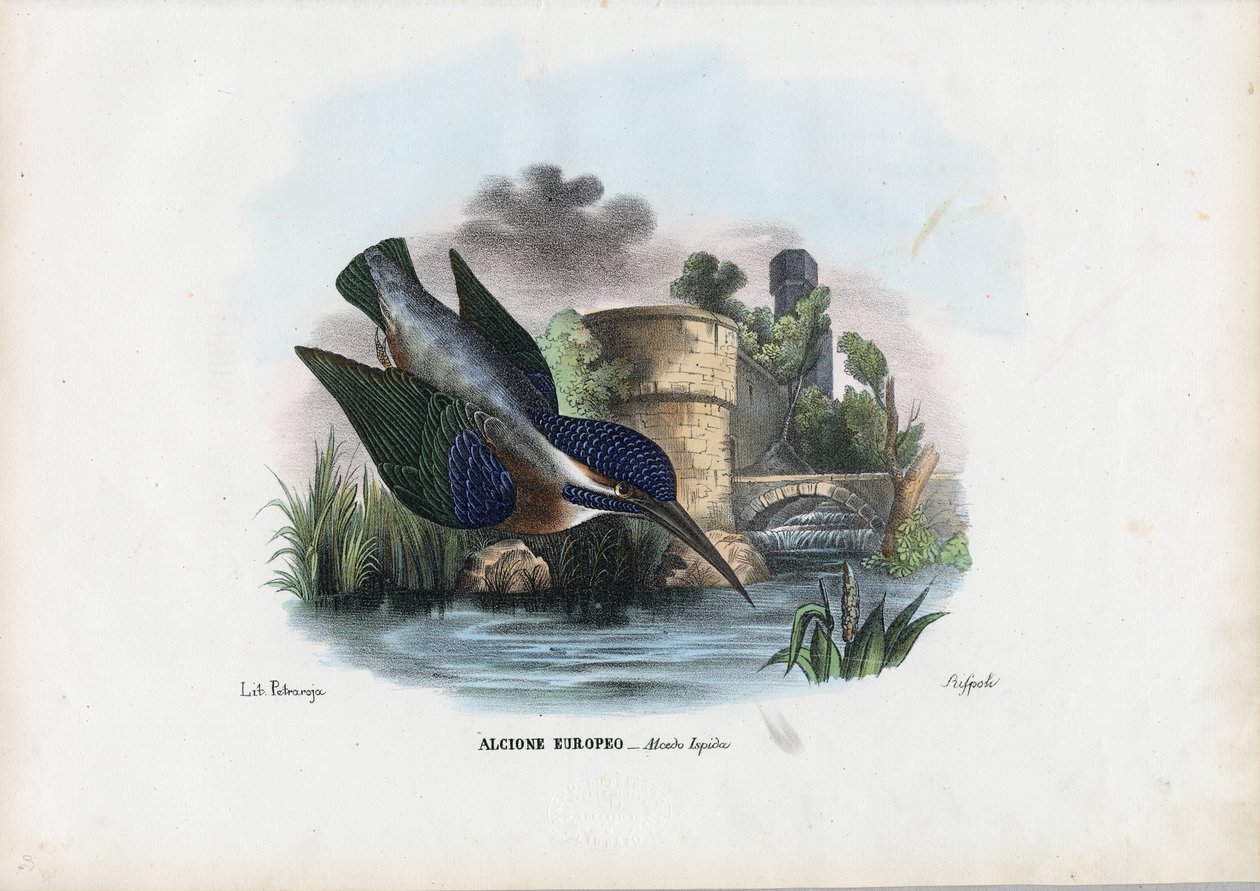 カワセミ、1863-79 作： ライムンドペトラロイア