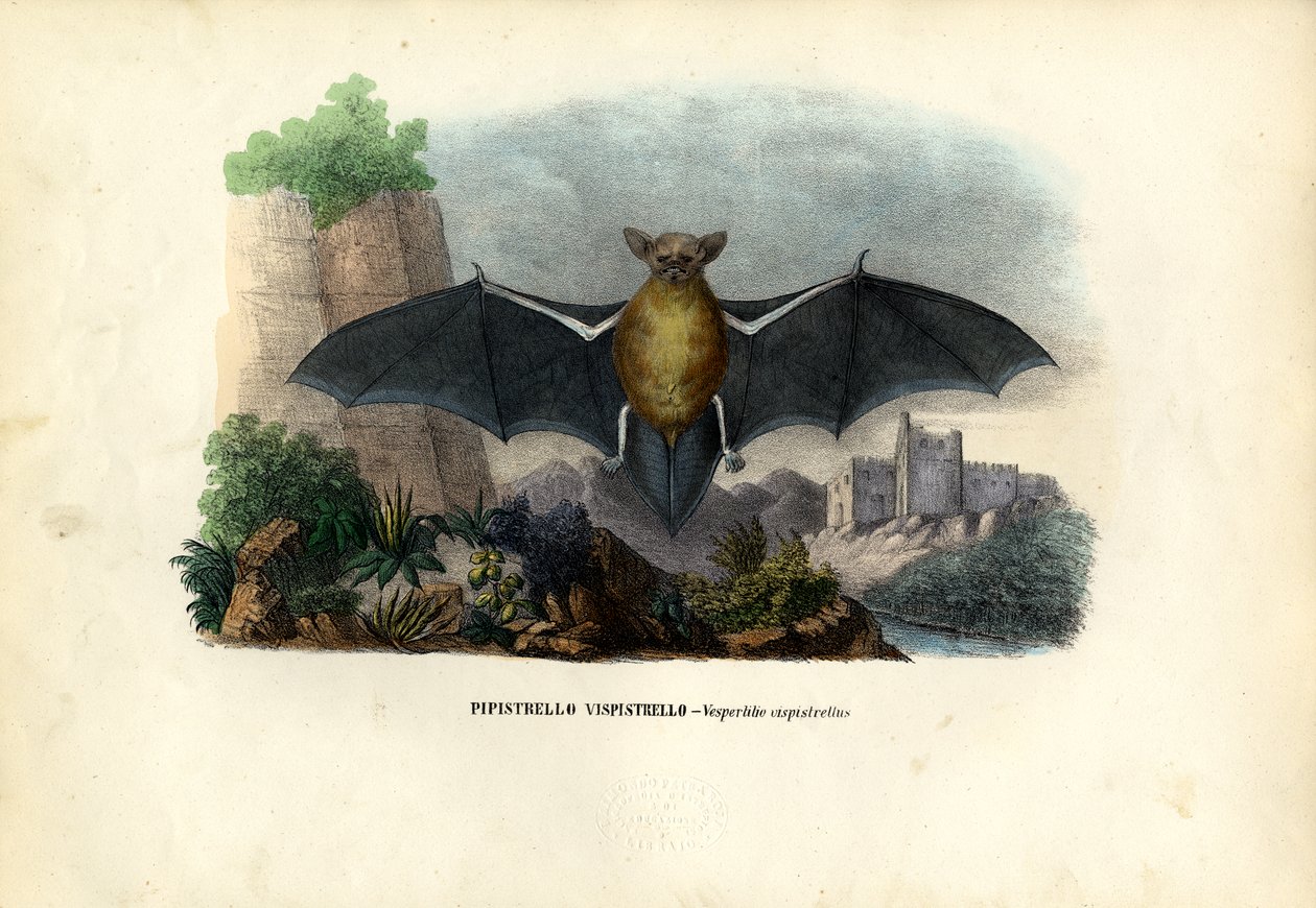 Common Pipistrelle、1863-79 作： ライムンドペトラロイア