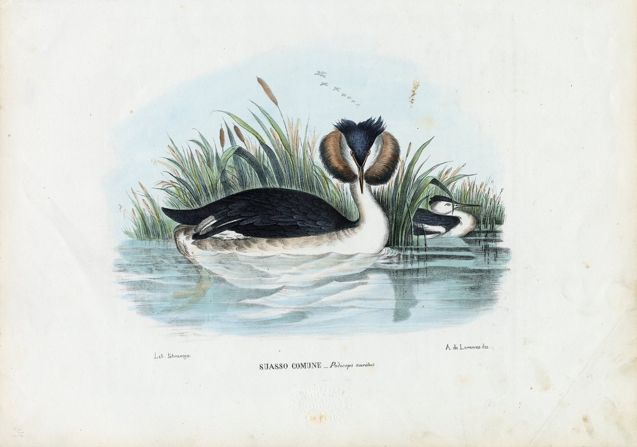 カンムリカイツブリ、1863-79 作： ライムンドペトラロイア