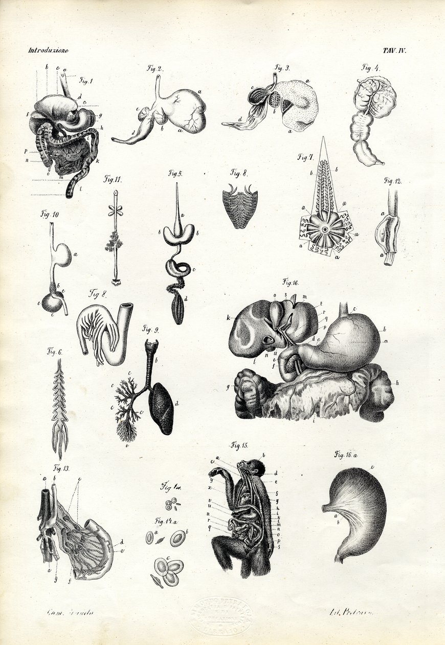 消化器、1863-79 作： ライムンドペトラロイア