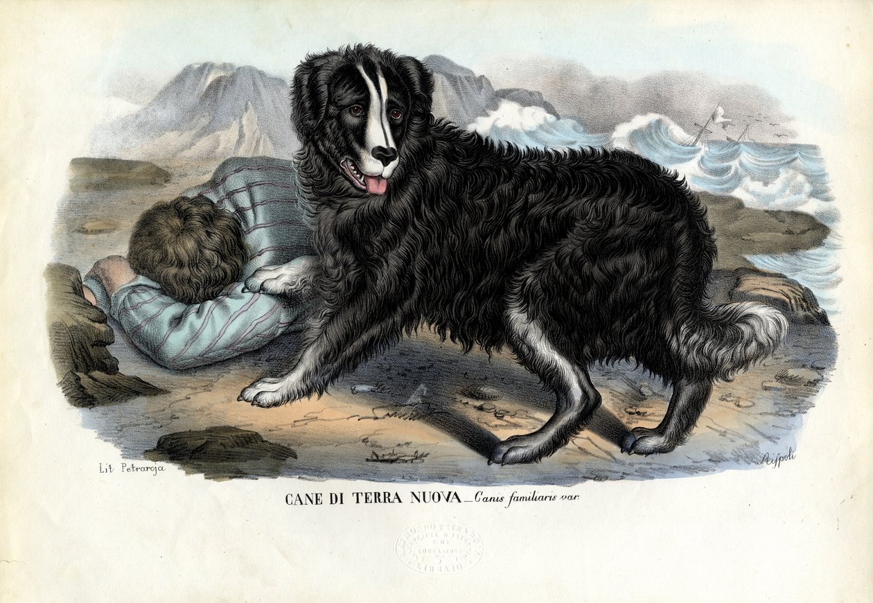 犬、1863-79 作： ライムンドペトラロイア