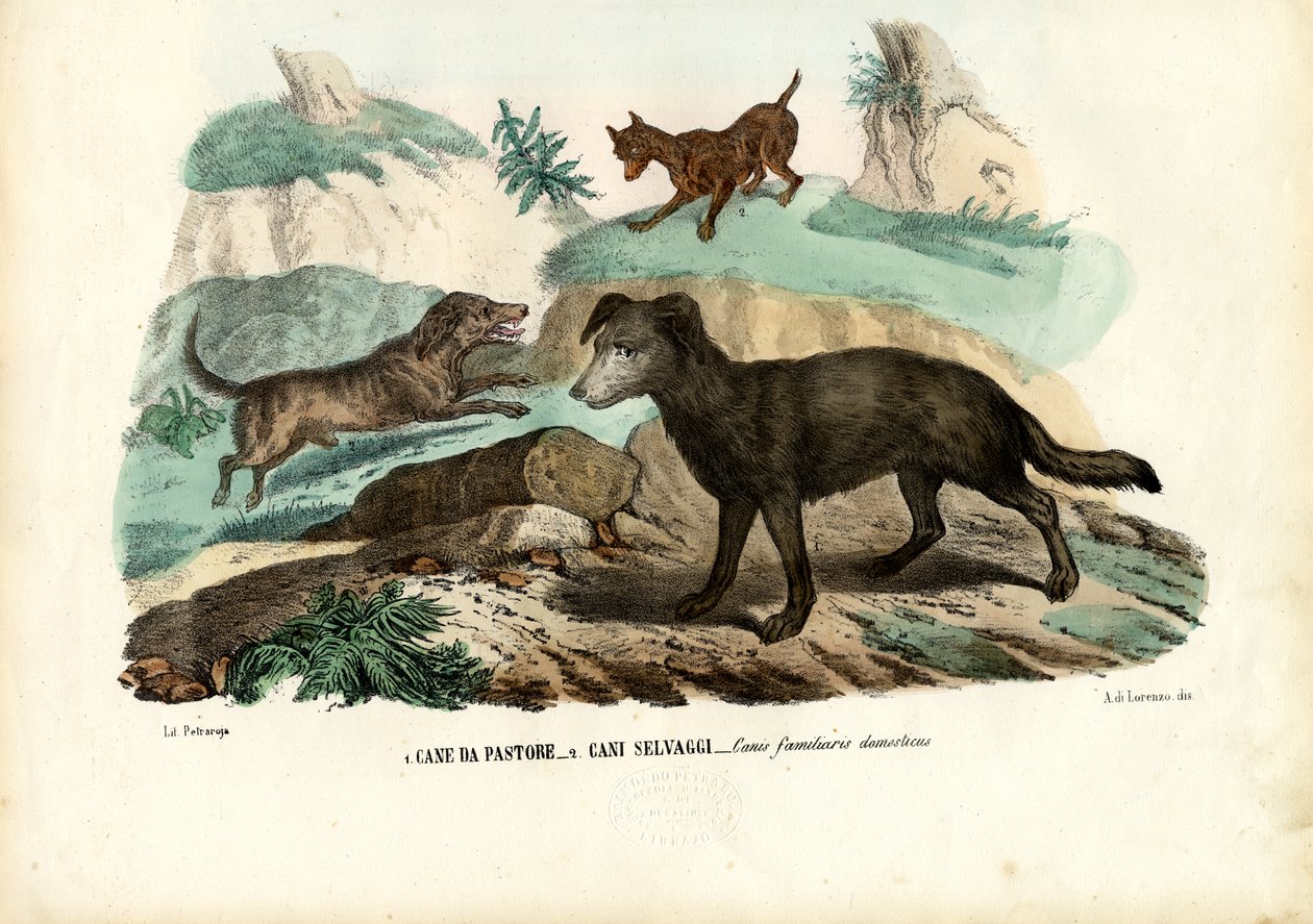 犬、1863-79 作： ライムンドペトラロイア