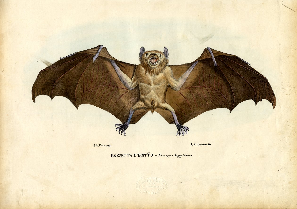 エジプトフルーツバット、1863-79 作： ライムンドペトラロイア