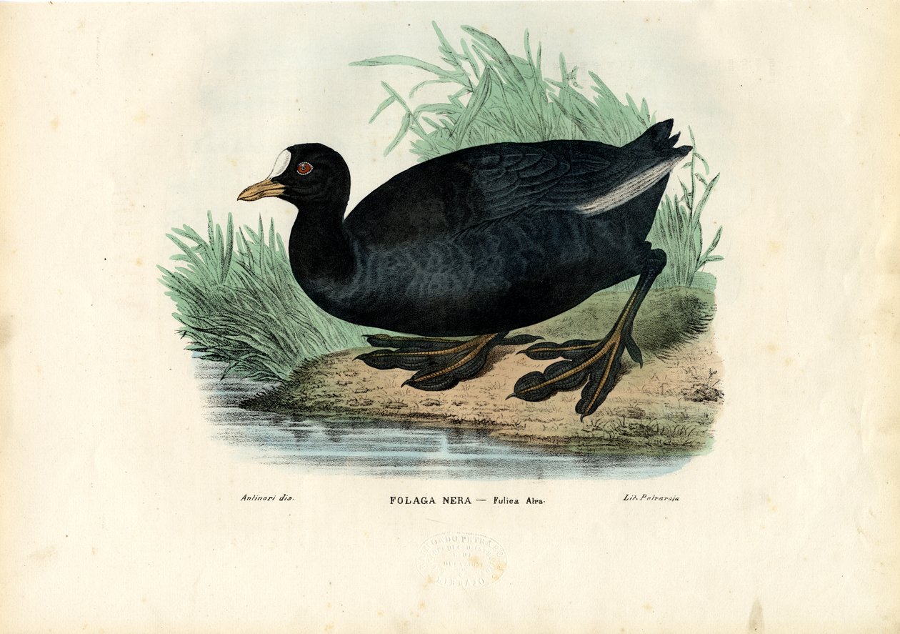 ユーラシアオオバン、1863-79 作： ライムンドペトラロイア