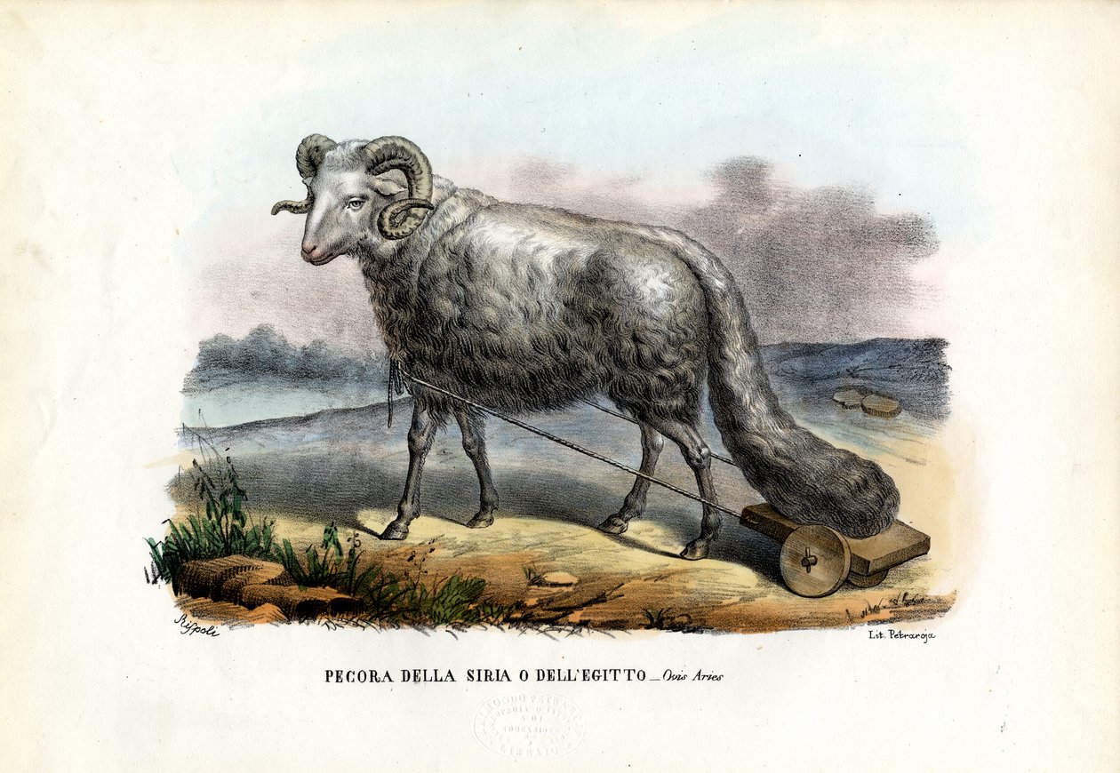 Fat-Tailed Sheep、1863-79 作： ライムンドペトラロイア