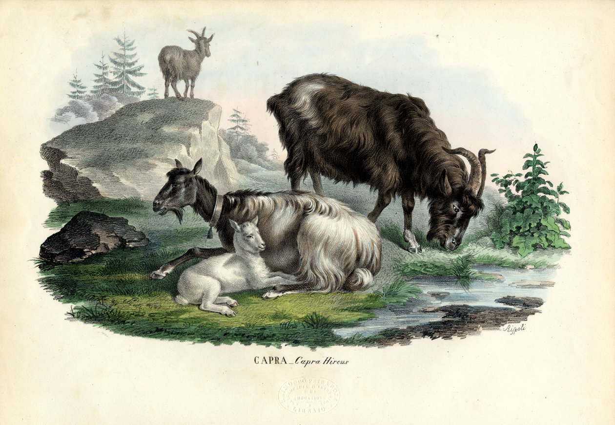 野生のヤギ、1863-79 作： ライムンドペトラロイア