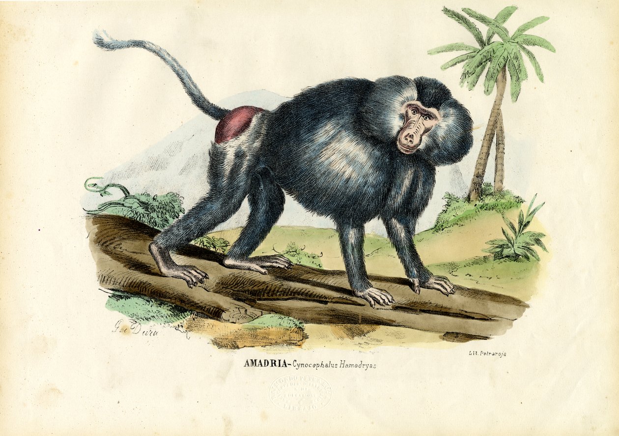 灰色のヒヒ、1863-79 作： ライムンドペトラロイア
