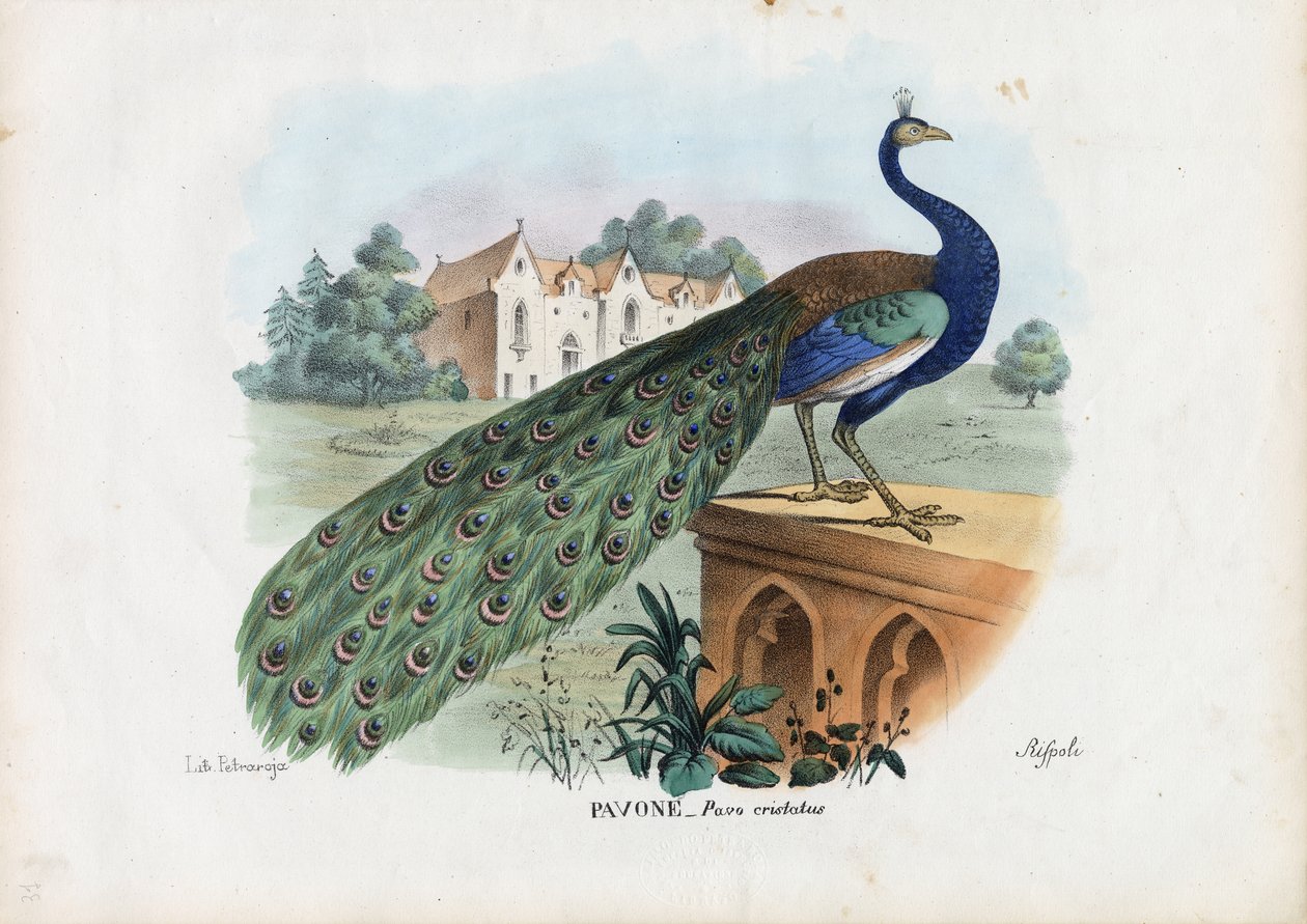 インドクジャク、1863-79 作： ライムンドペトラロイア