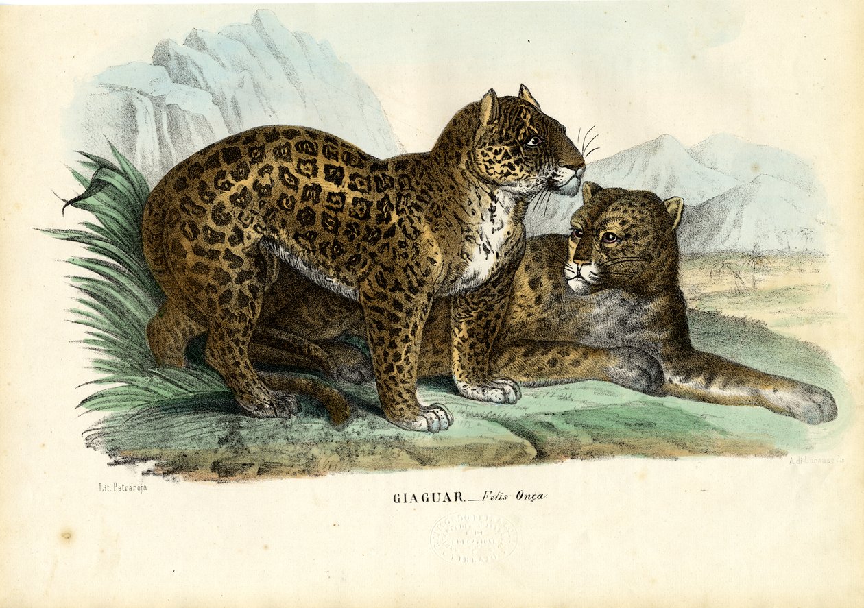 ジャガー、1863-79 作： ライムンドペトラロイア