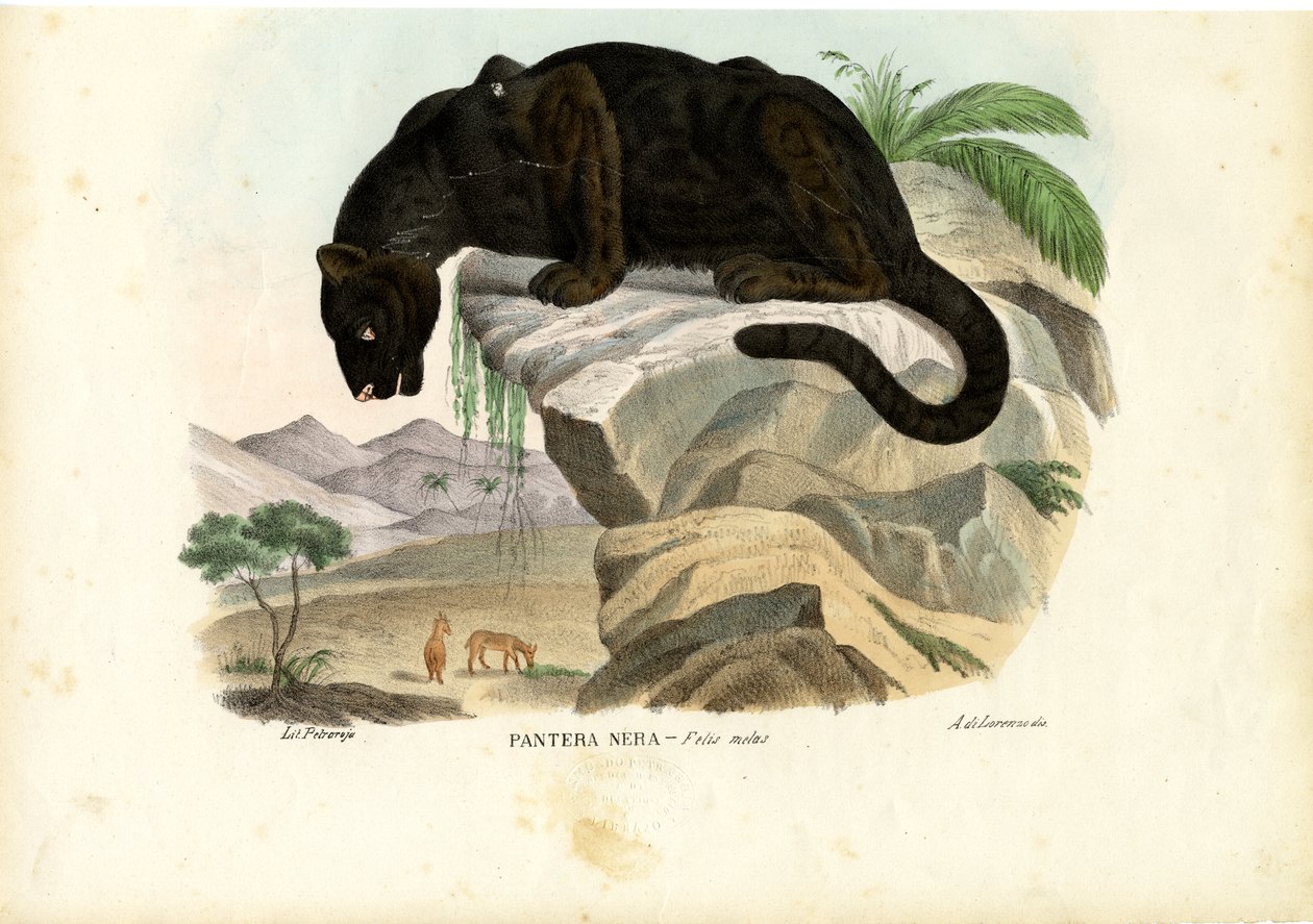 ジャワのヒョウ、1863-79 作： ライムンドペトラロイア