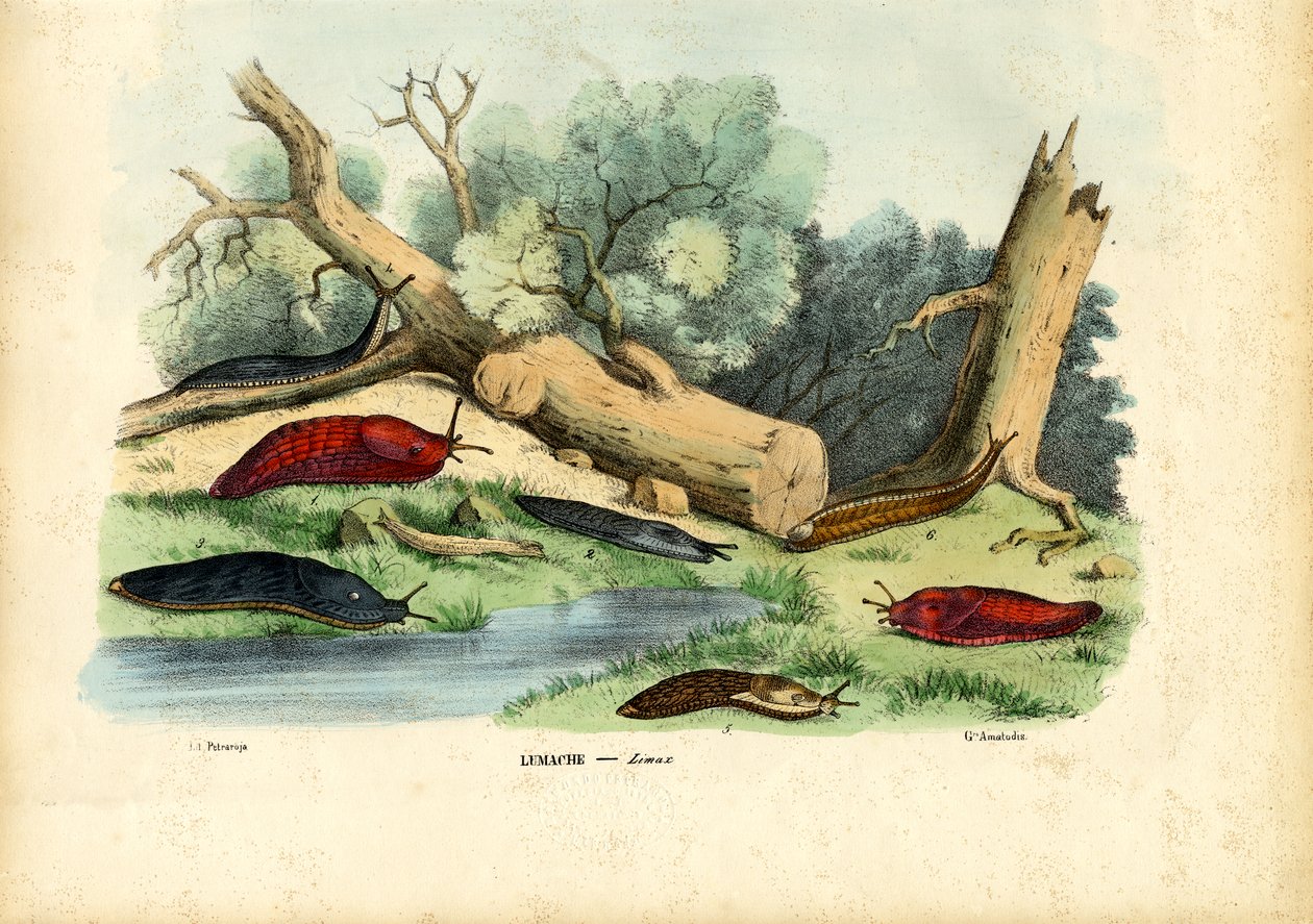 Limaxカタツムリ、1863-79 作： ライムンドペトラロイア