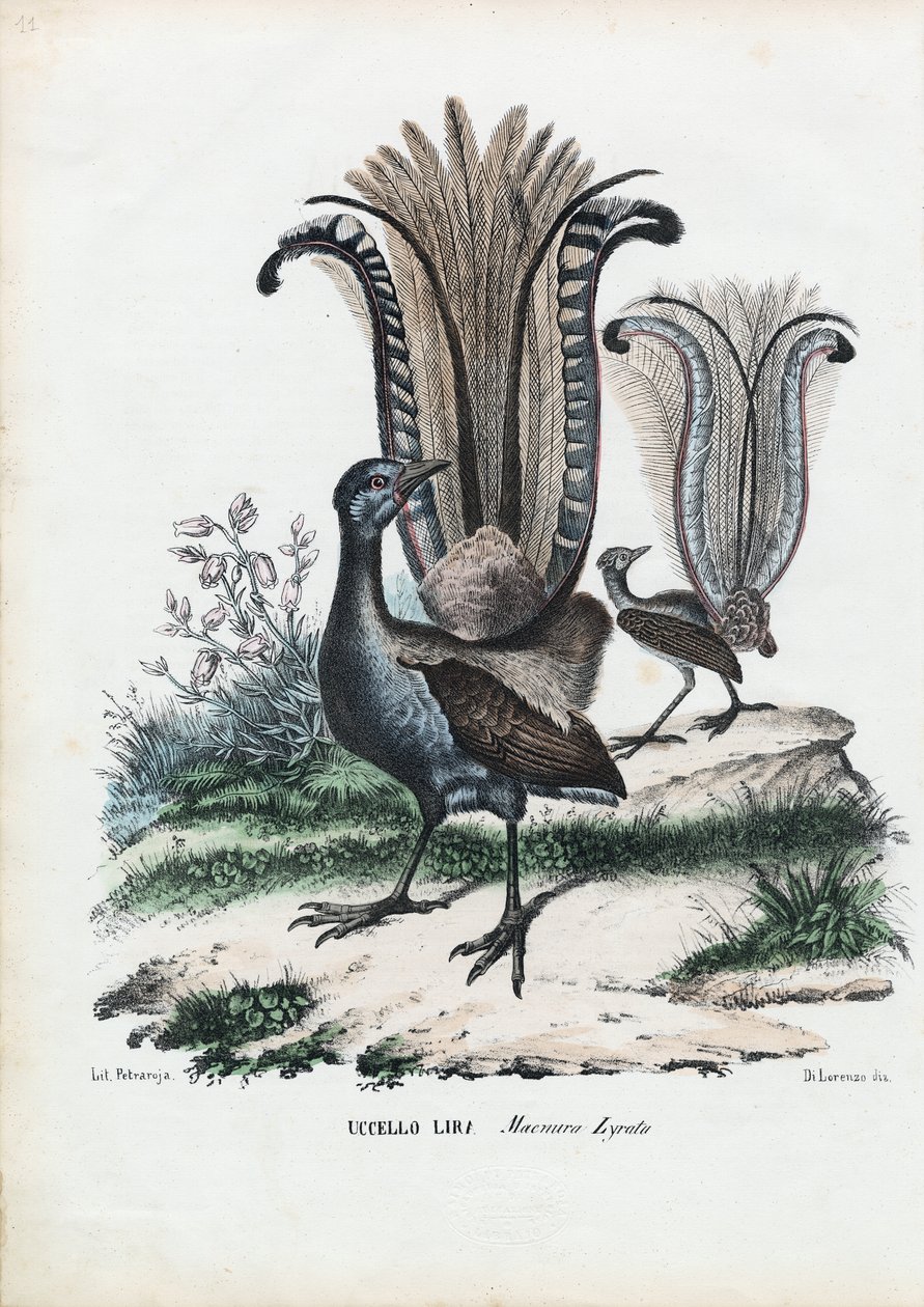 Lyrebird、1863-79 作： ライムンドペトラロイア
