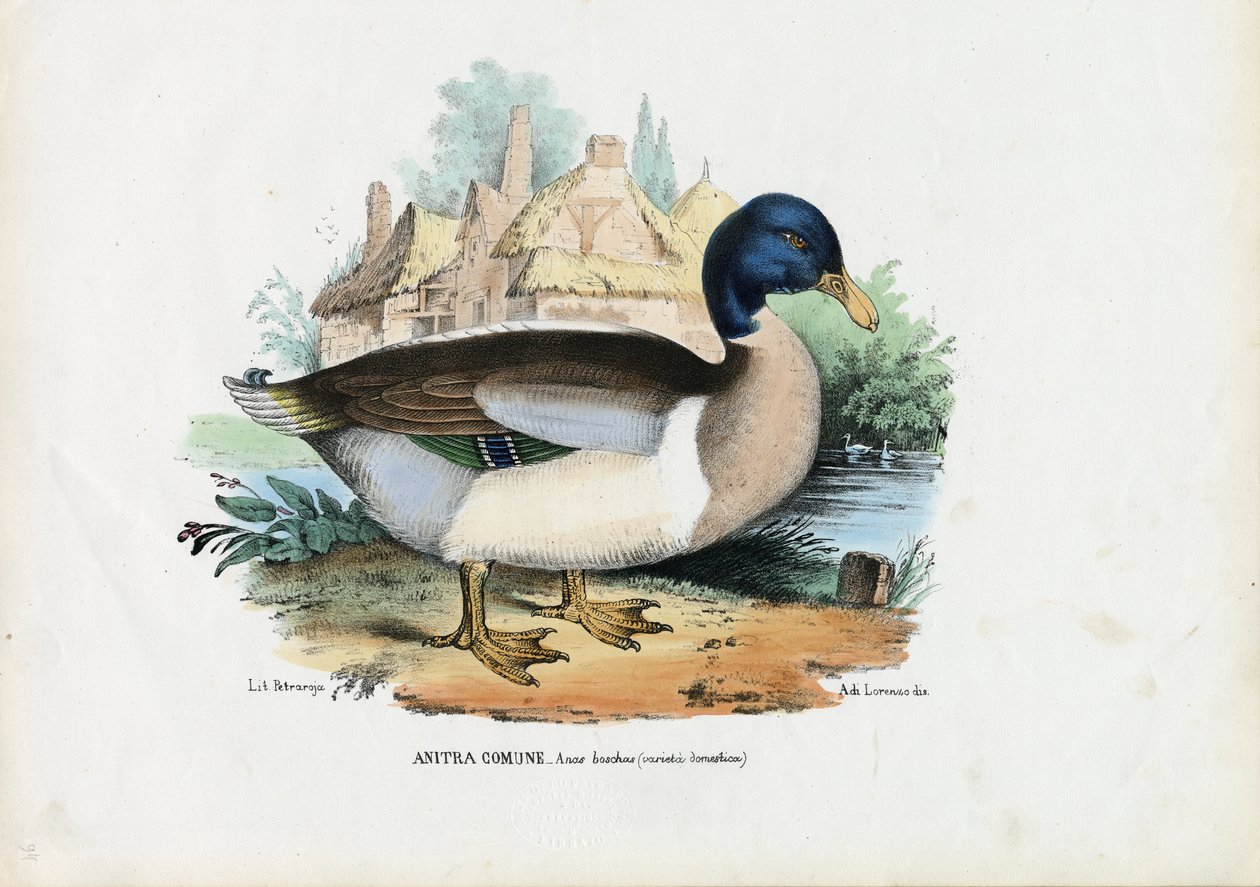 マガモ、1863-79 作： ライムンドペトラロイア