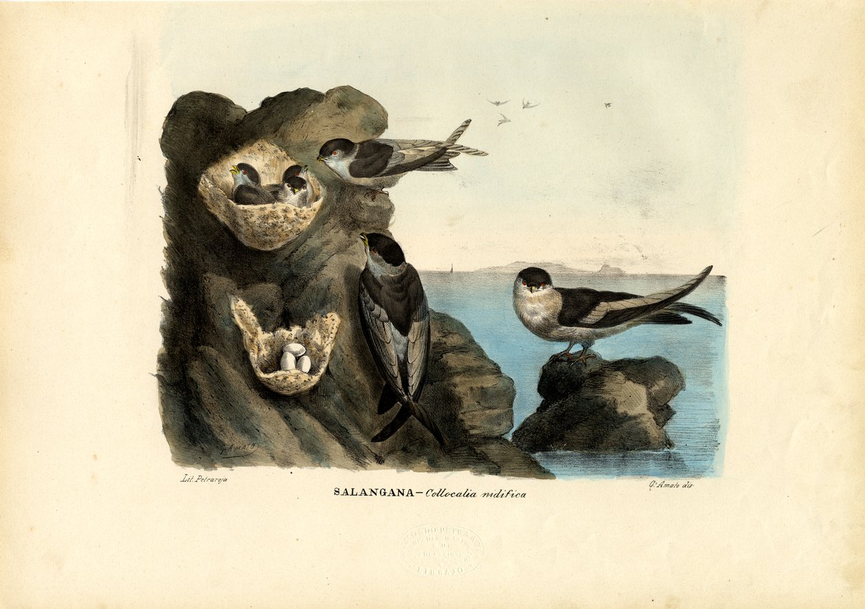 Mossy-Nest Swiftlet、1863-79 作： ライムンドペトラロイア