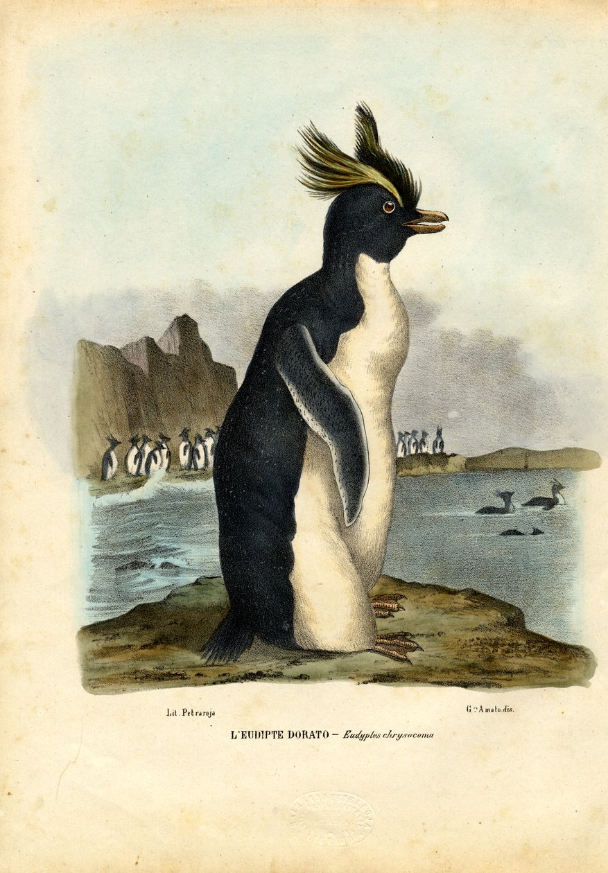 北のイワトビペンギン、1863-79 作： ライムンドペトラロイア
