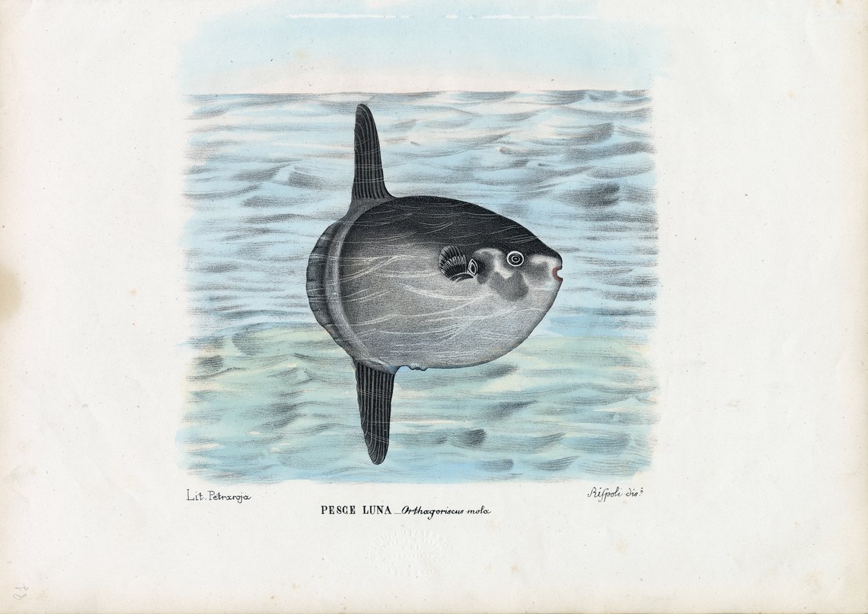 マンボウ、1863-79 作： ライムンドペトラロイア