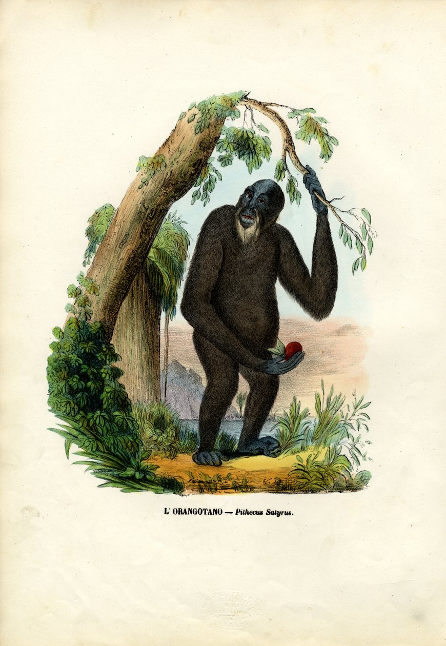 オランウータン、1863-79 作： ライムンドペトラロイア