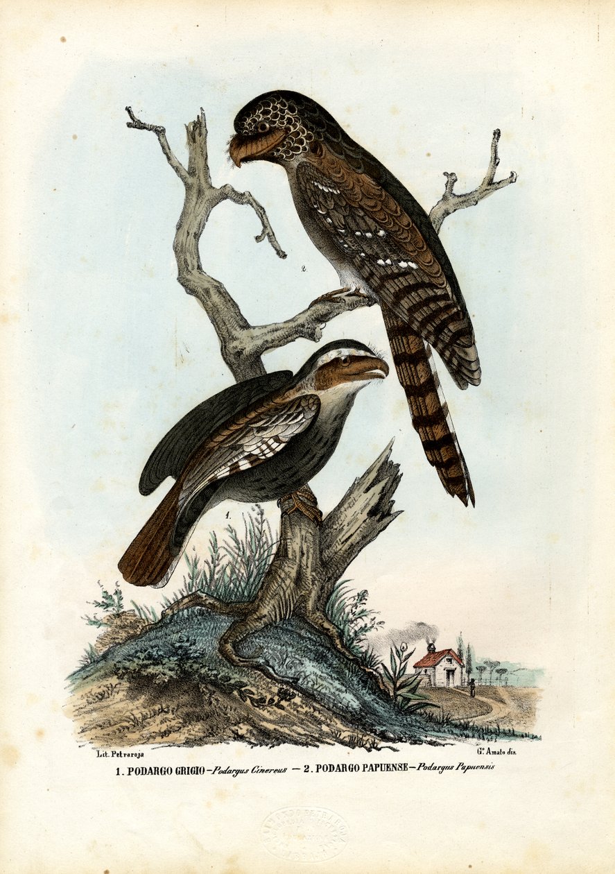 パプアフログマス、1863-79 作： ライムンドペトラロイア