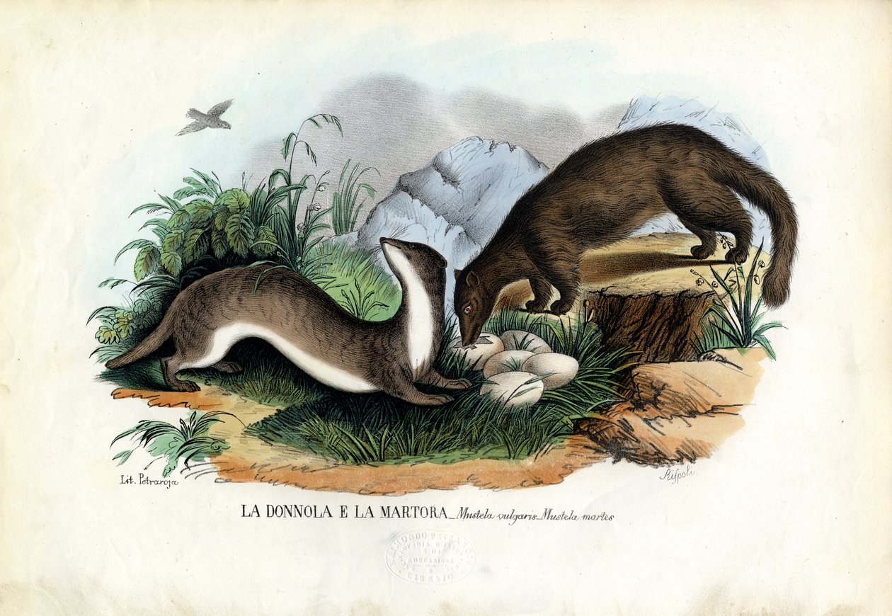 パインマーテン、1863-79 作： ライムンドペトラロイア