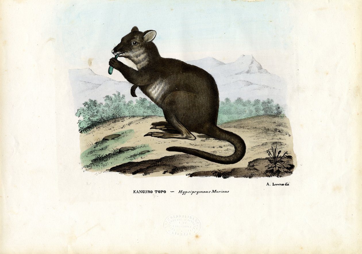 Potoroo、1863-79 作： ライムンドペトラロイア