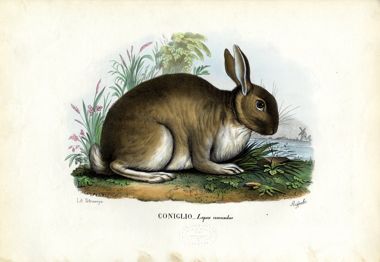 ウサギ、1863-79 作： ライムンドペトラロイア