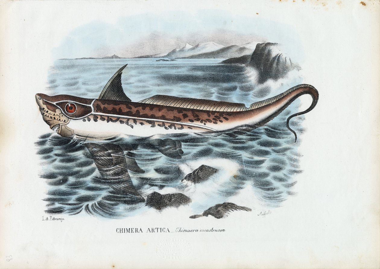 ウサギの魚、1863-79 作： ライムンドペトラロイア
