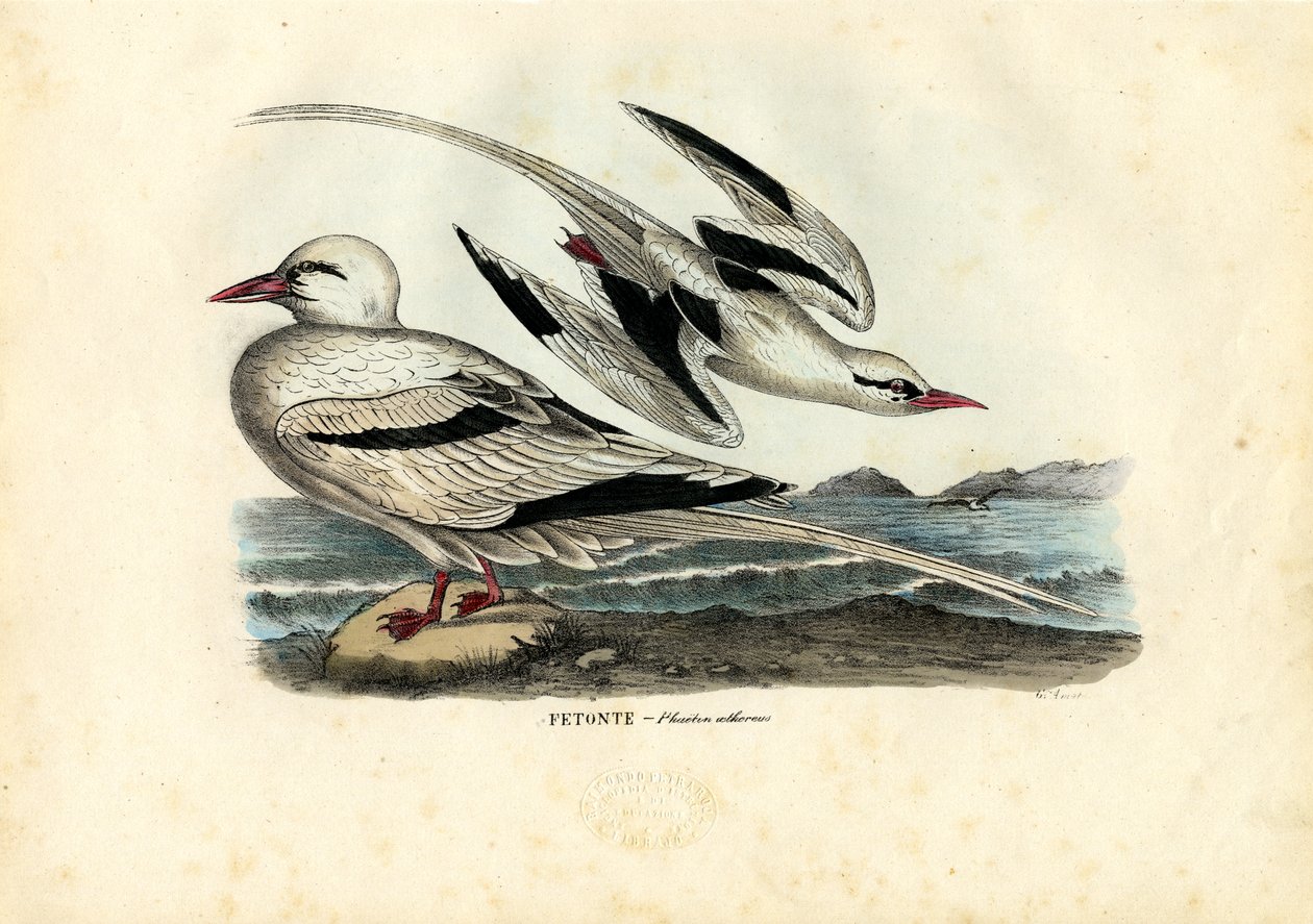 赤い請求されたTropicbird、1863-79 作： ライムンドペトラロイア