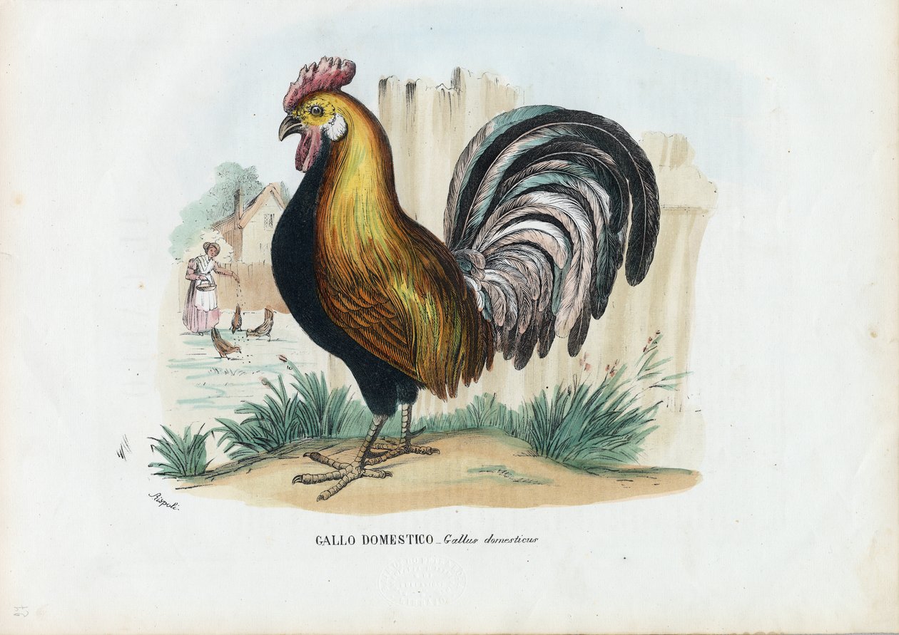 オンドリ、1863-79 作： ライムンドペトラロイア