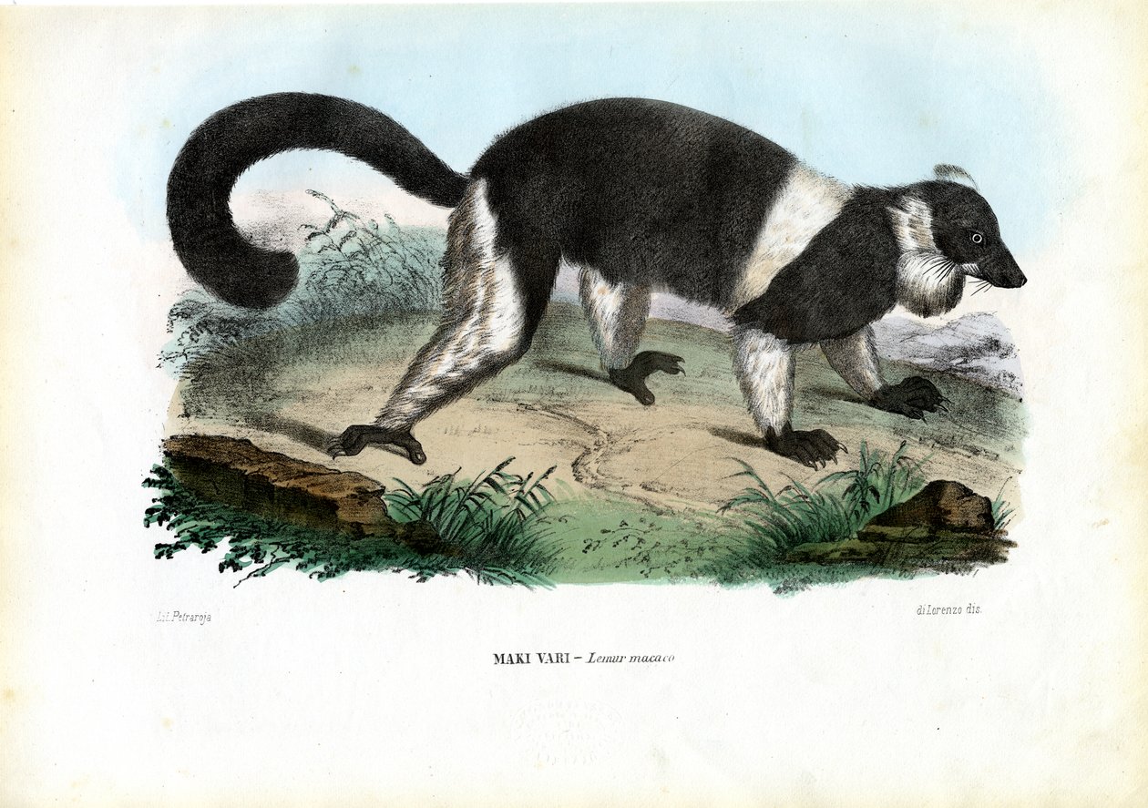 エリマキキツネザル、1863-79 作： ライムンドペトラロイア