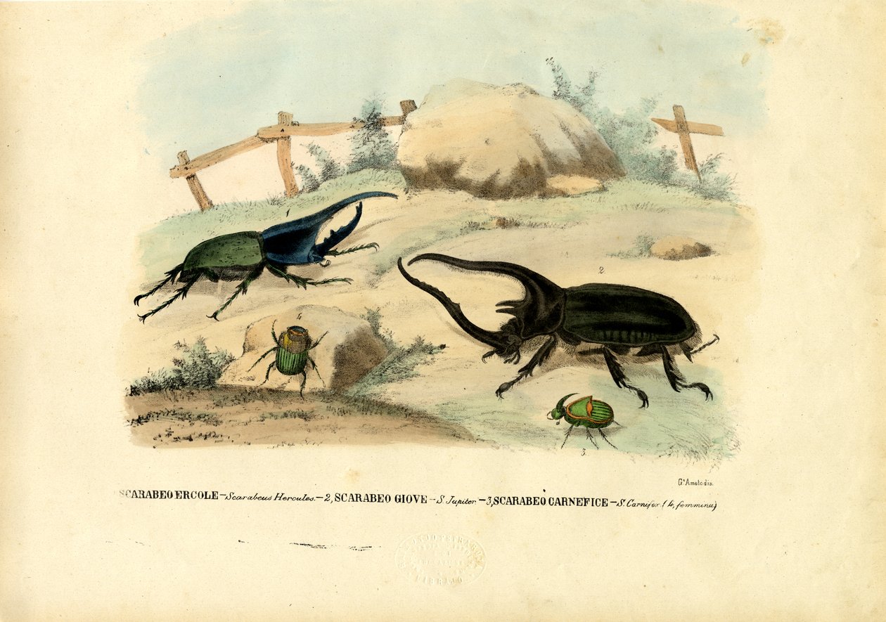 スカラベカブトムシ、1863-79 作： ライムンドペトラロイア