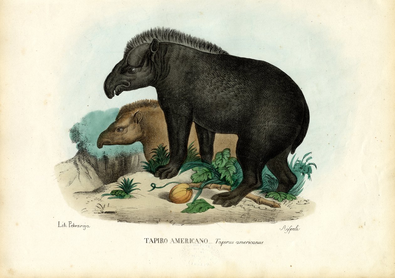 南米バク、1863-79 作： ライムンドペトラロイア