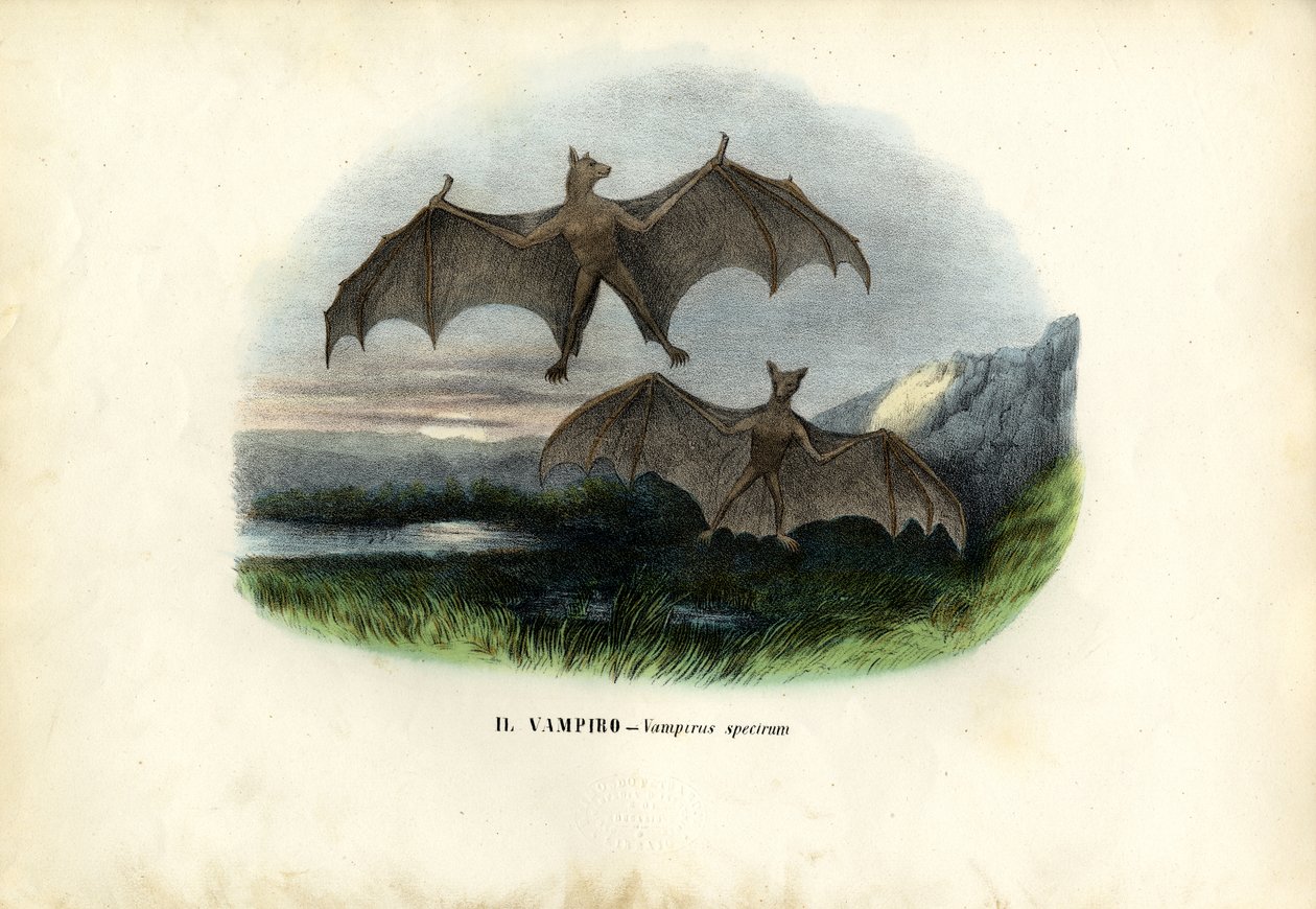 スペクトラルバット、1863-79 作： ライムンドペトラロイア