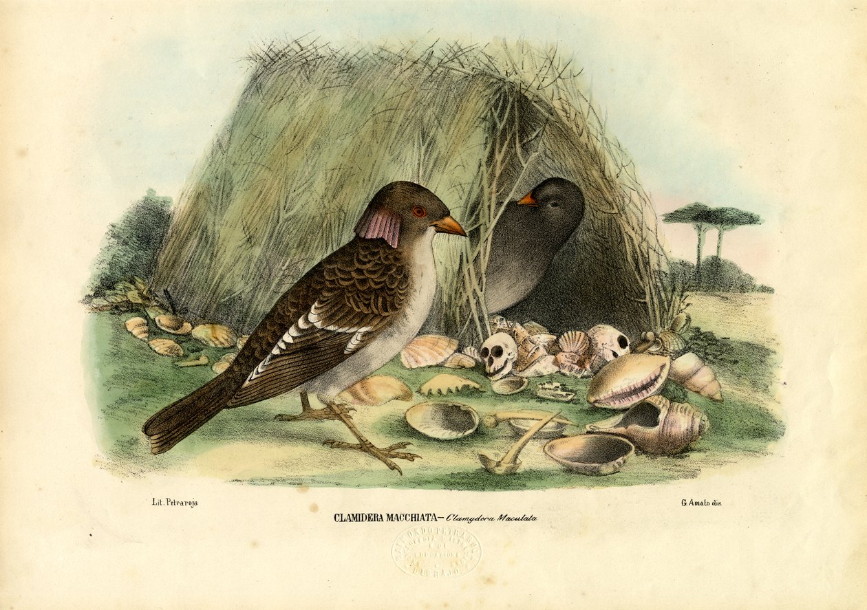斑点を付けられたBowerbird、1863-79 作： ライムンドペトラロイア