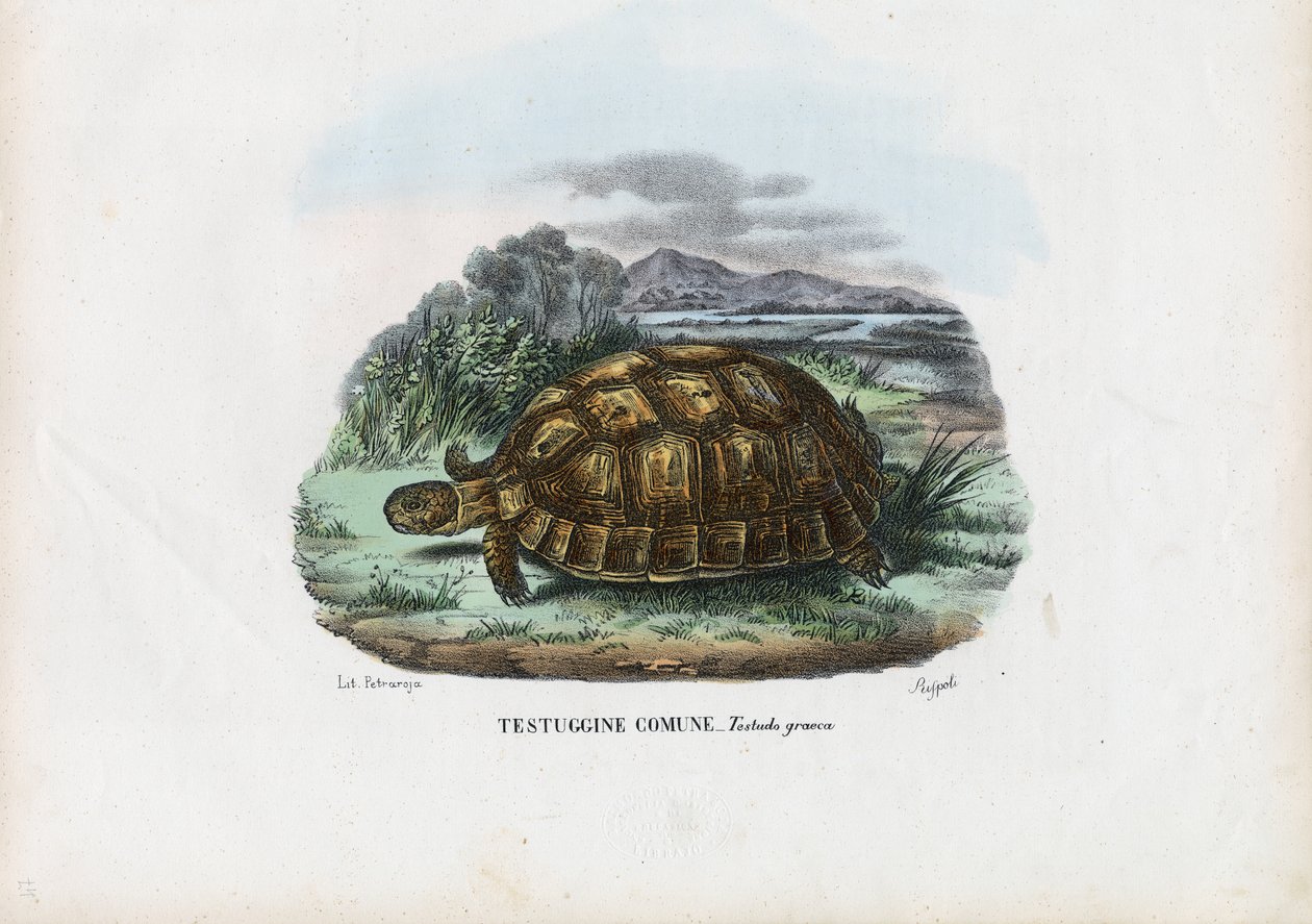 ヒョウモンリクガメ、1863-79 作： ライムンドペトラロイア