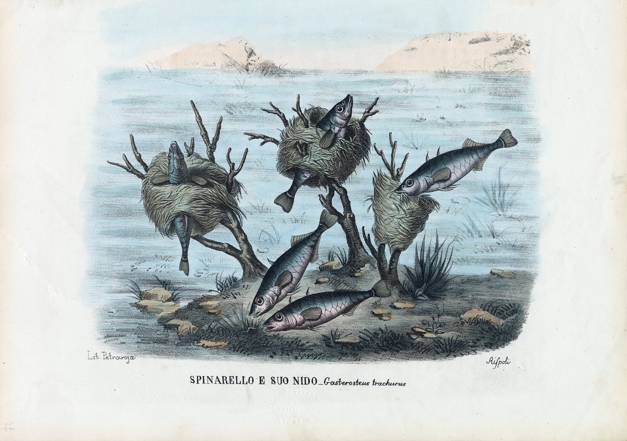 Stickleback、1863-79 作： ライムンドペトラロイア