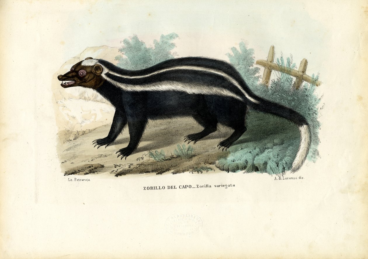 ストライプのケナガイタチ、1863-79 作： ライムンドペトラロイア