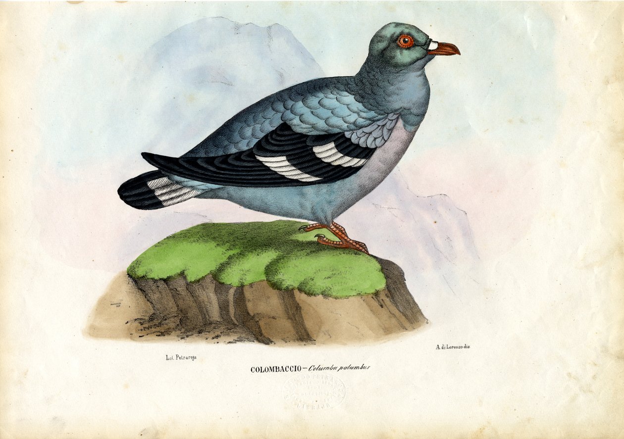 ウッドピジョン、1863-79 作： ライムンドペトラロイア